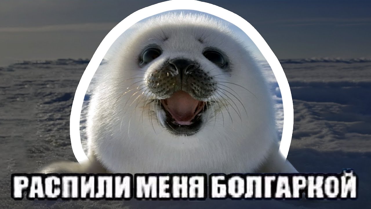 ПОЖАЛУЙСТА, РАСПИЛИ МЕНЯ БОЛГАРКОЙ — ОТКУДА МЕМ?