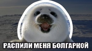 ПОЖАЛУЙСТА, РАСПИЛИ МЕНЯ БОЛГАРКОЙ — ОТКУДА МЕМ?