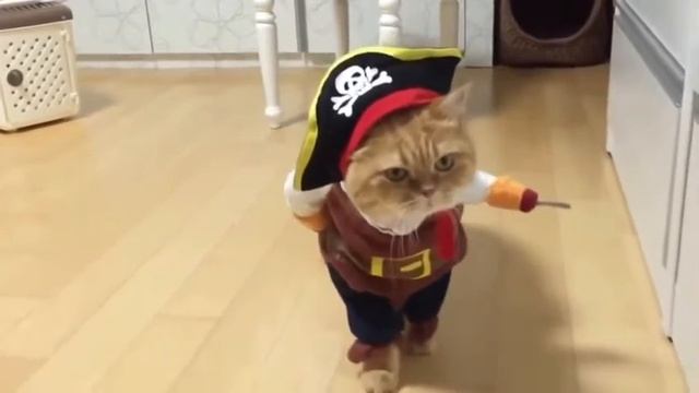 Пират кот карибского моря смотреть онлайн