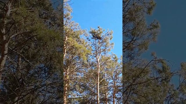 Гнездо грача смотреть онлайн