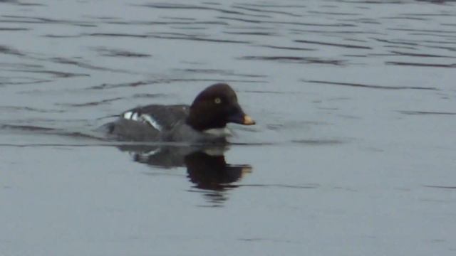 Птицы Америки в высоком разрешении смотреть онлайн