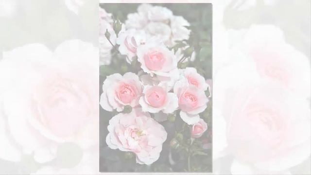 Bonica Rose Meilland