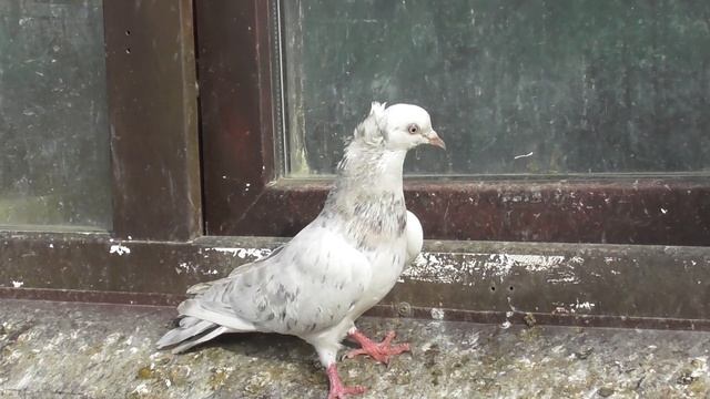 Хохлатые Шоколадные Мраморные голуби на продажу смотреть онлайн