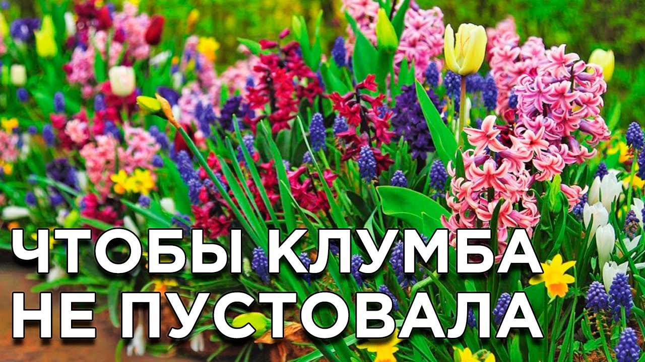 Что посадить рядом с первоцветами