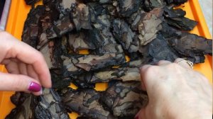 Кора для орхидей. Три способа подготовки коры в домашних условиях.