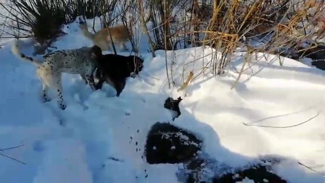 Сибирь, пошли проверять тропы, а собаки подняли зайца, погоня за зайцем, а мы без ружья. смотреть онлайн