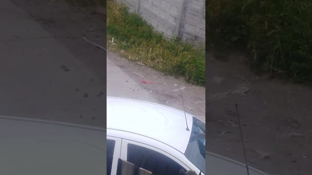 Meztiso pastor alemán con pitbull pelea con akita americano apolo смотреть онлайн