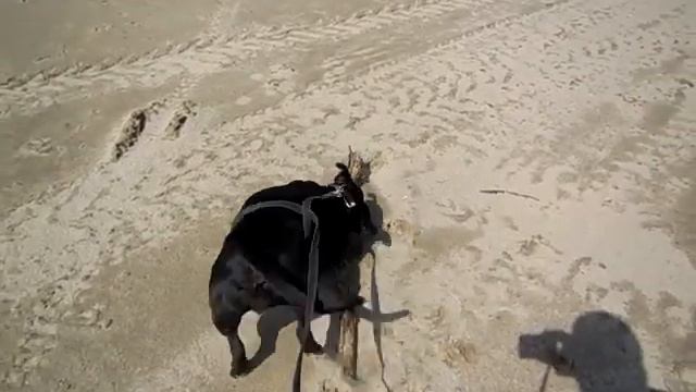 собаки на Обском море смотреть онлайн