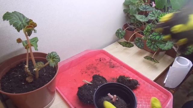 Как зимуют клубневые бегонии. смотреть онлайн