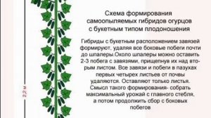 огурец Сибирская гирлянда F1/ описание / Особенности посадки и выращивание