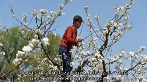 Почему не цветет груша: что делать