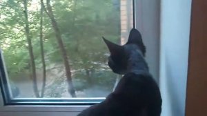 Девон рекс, говорящая кошечка