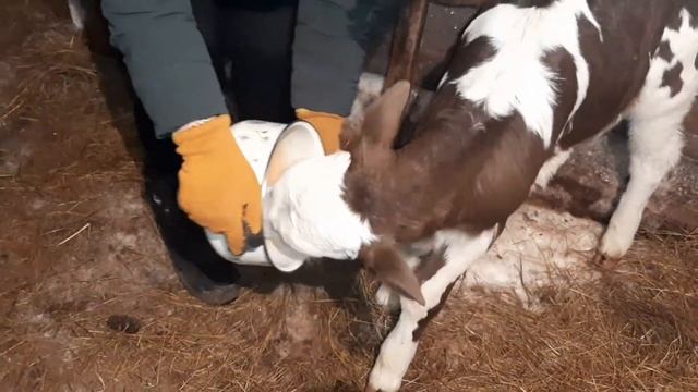Живой "букет" по мууууужски! Нас стало больше на 1. Нашли пропавший лёд! смотреть онлайн