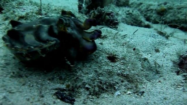 Расписные каракатицы (Metasepia pfefferi) смотреть онлайн