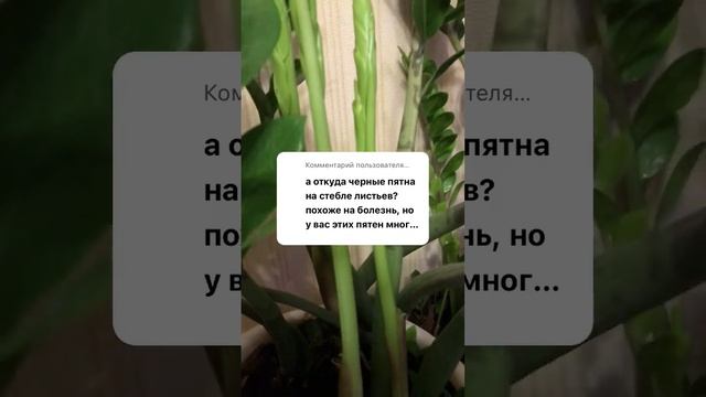 Черные пятна на листьях замиокулькаса - это нормально! смотреть онлайн