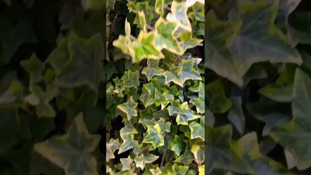 English ivy #beautiful #naturelover #happygardening смотреть онлайн