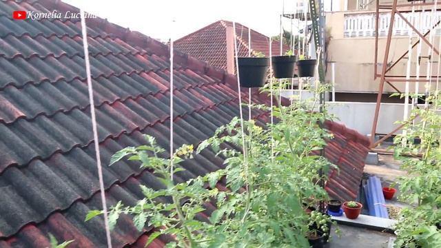 GARDEN TOUR - KEBUN ATAP RUMAH YANG PENUH BUNGA DAN BUAH смотреть онлайн