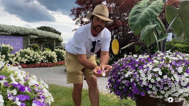 PVG Walkabout Garden Tour: SUPERTUNIA Mini Vista Petunias смотреть онлайн