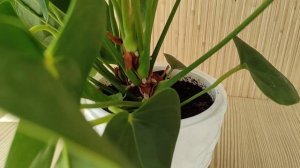 Антуриум, в Какой Горшок Посадить