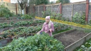 Петрушка корневая - уборка урожая