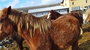 ЛОШАДИ  на продажу/советский тяжеловоз