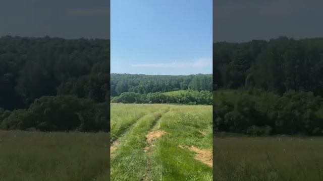 Суры, Залегощенский район, Орловской области. Утро, Красненский лес. смотреть онлайн