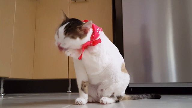 Кошки милые создания #shortvideo #кошки #котикиправятмиром смотреть онлайн