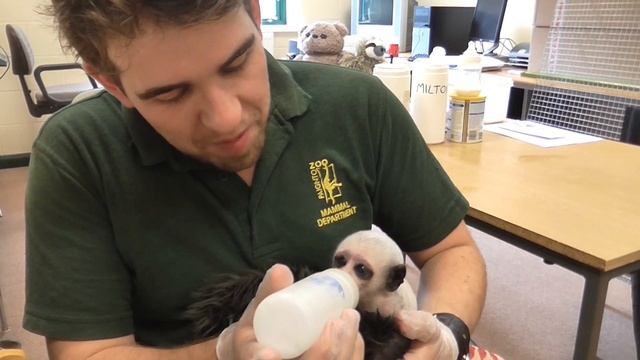 Rare King Colobus monkey delivered by caesearean смотреть онлайн