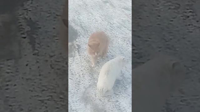 Встреча злых котов смотреть онлайн