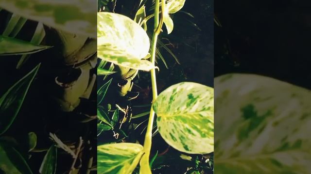 Kay ganda ng mundo, tao lang ang magulo❤️ смотреть онлайн