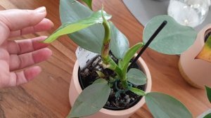 Обзор моих Филодендронов