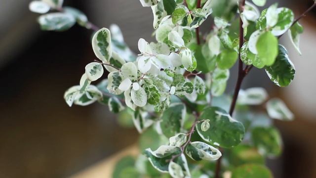 Breynia nivosa "Snow Bush" Care | A Plant A Week смотреть онлайн