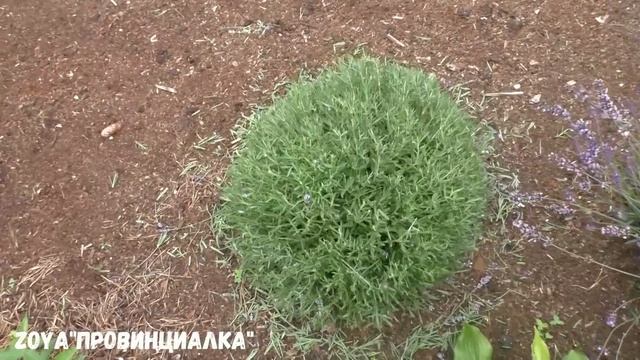 ЛАВАНДА/ Летняя обрезка/ Как сделать букет из ЛАВАНДЫ/#деревня #lavande #цветы #лето #обрезкацветов смотреть онлайн