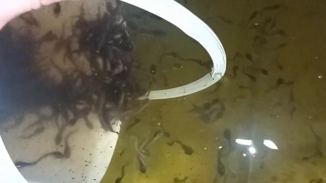 Запускаем малька клариевого сома в УЗВ-моноблок смотреть онлайн