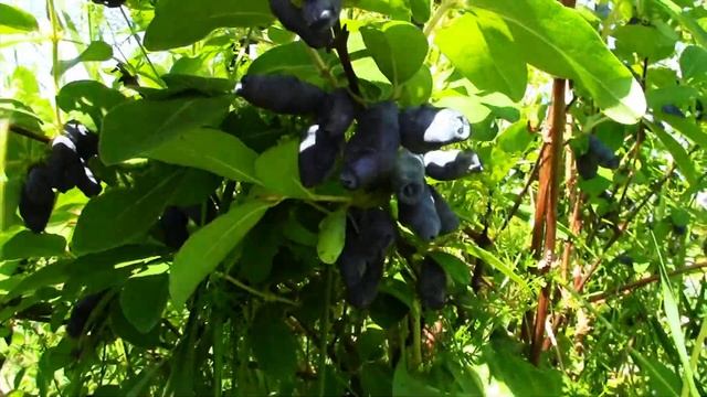 Самая ранняя ягода смотреть онлайн