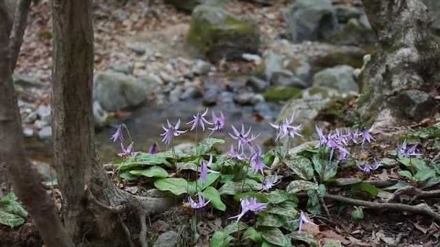 Эта история не оставит равнодушным никого.