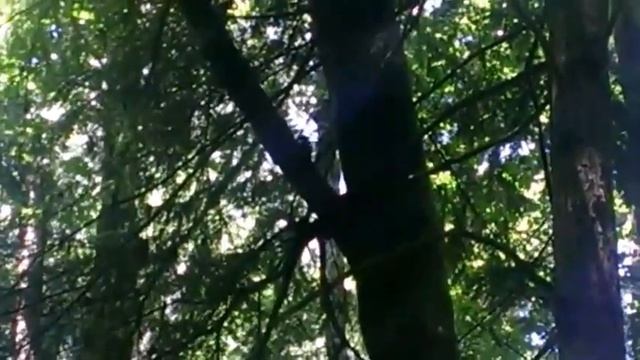 Дятел кормит дятельчёнка смотреть онлайн