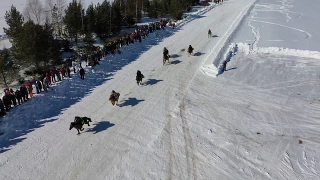 СКАЧКА НА ЛОШАДЯХ ЯКУТСКОЙ ПОРОДЫ смотреть онлайн