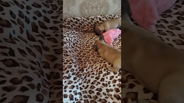 Щенки французского бульдога. Девочки, Лада и Луна. смотреть онлайн