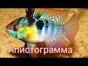 Апистограмма Рамирези.Содержание , уход, разведение.