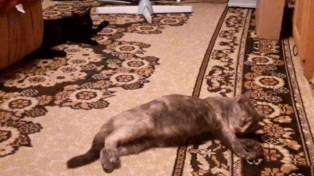 Кошки наелись и лижутся))) смотреть онлайн