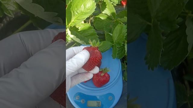 Красавица Азия. Обзор клубники короткого светового дня сорта. смотреть онлайн