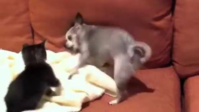 Chihuahua vs. Kitten смотреть онлайн