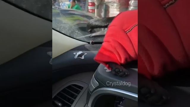 Теплый костюм для чихуахуа