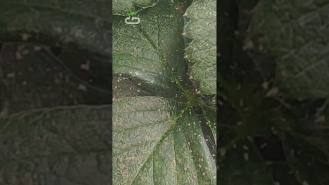 ДОСТАЛО! Паутинный клещ пожирает клубнику #shorts #паутинныйклещ #клубника смотреть онлайн