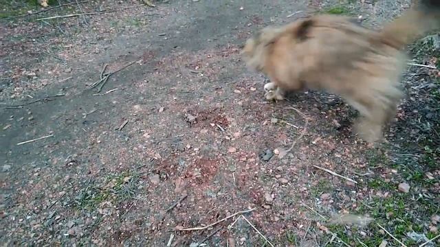 Коты и кошки играют с самодельной игрушкой смотреть онлайн