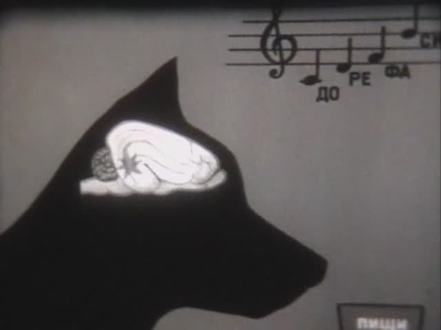 Физиология человека. Гипноз