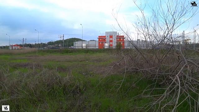 Весенняя охота | 2021 | Миграция перепела | Натсака легавой по вольному перепелу | № 9 ! смотреть онлайн