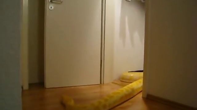 Julius Escaping *ORIGINAL* Snake Opens Door смотреть онлайн