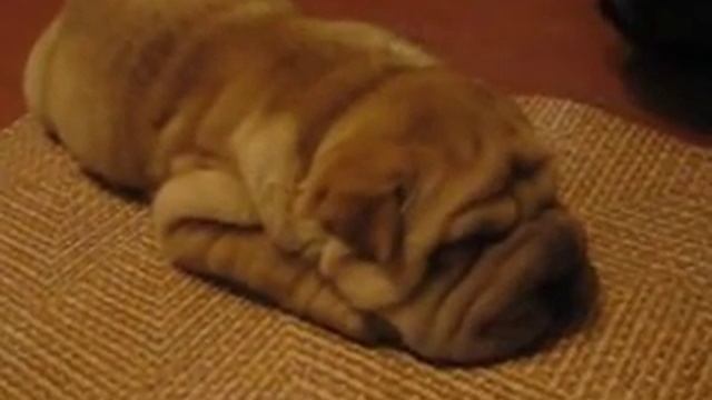 Храпящий,спящий щенок шар-пея... смотреть онлайн